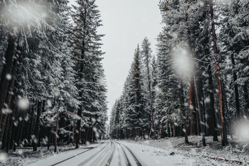 Rim Drive, the road around Crater Lake, as snow falls through the pine trees, a winter landscape,...