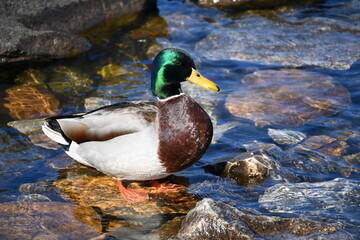 duck on the lake