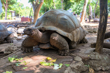 Naklejka premium Giant Turtle on Prison Island in Zanzibar. Ancient turtles in Africa. Turtle sanctuary Tanzania