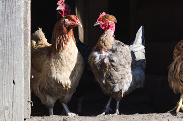 Gray and brown hens on the doorstep of a wooden barn