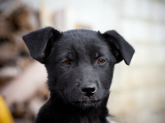 Black puppy on the grass .