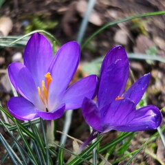 Blossoming of crocuses in springtime