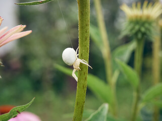 White widow spider (Latrodectus pallidus) on green stem with spider web