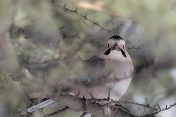 Eurasian Jay. Green tree background.