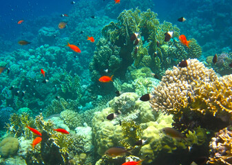 Naklejka na ściany i meble Colorful fish and corals of the Red Sea, Egypt, Sharm el Sheikh