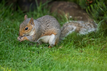 Naklejka na ściany i meble Grey Squirrel on the grass in Scotland, close up