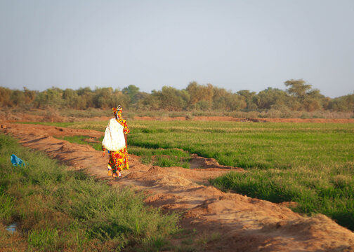 Champs de riz au coucher du soleil au S&eacute;n&eacute;gal