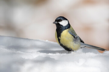 Naklejka premium Winter nature and bird. White snow background. Bird: Great tit. 