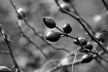 branch of a tree