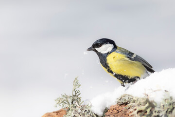 Winter nature and bird. White snow background. Bird: Great tit. 