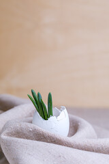 Spring Easter card. Green onions and a broken egg shell on a homespun tablecloth.