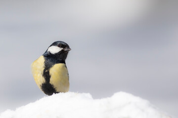 Winter nature and bird. White snow background. Bird: Great tit. 