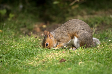 Grey Squirrel on the grass in Scotland, close up