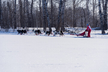 A sled of eight dogs runs through the woods. Northern sled dogs pull narth.