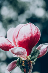 Beautiful Light Pink Magnolia Tree with Blooming Flowers during Springtime in English Garden, UK