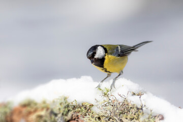 Winter nature and bird. White snow background. Bird: Great tit. 