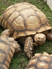 turtle on the grass