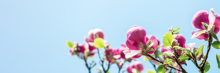 Beautiful Light Pink Magnolia Tree with Blooming Flowers during Springtime in English Garden, UK, banner size