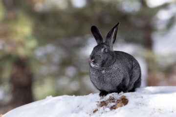 Rabbit. Winter forest nature background.  