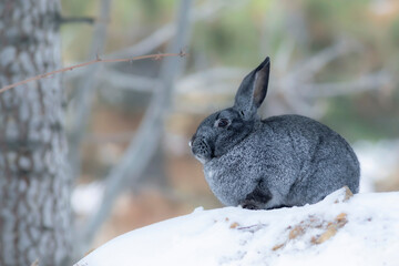 Rabbit. Winter forest nature background.  