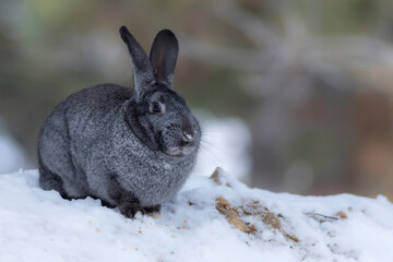 Rabbit. Winter forest nature background.  