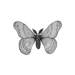 Butterfly moth hand drawing in sketch doodle style. Vintage merch for fashion design. Butterfly wings isolated on white background. Mysterious mystical twilight flying bug.