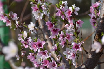 FLORACION DE ARBOL FRUTAL EN PRIMAVERA