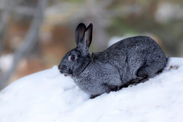 Rabbit. Winter forest nature background.  