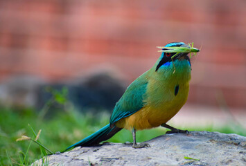 Pajaro barranquero alimentandose