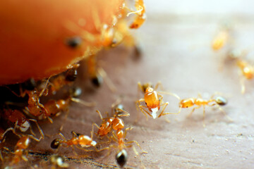 Fototapeta premium selective focus ants are eating nuts on the ground.