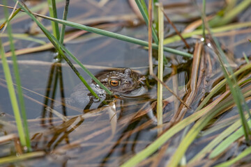 A Toad swimming in a pond
