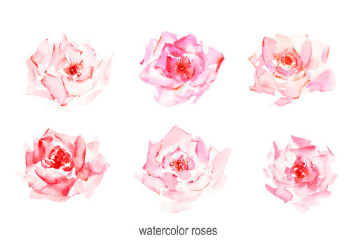 Hand drawn watercolor rose flowers in temder pink and red colors