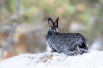 Rabbit. Winter forest nature background.  