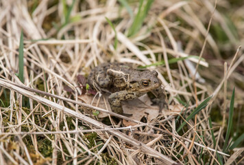 A Toad in some dry grass