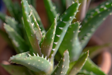 Succulent house plants