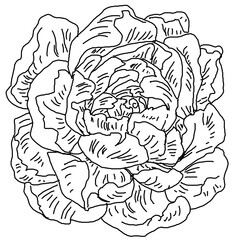 Peony flower blossom. A flowering plant, a black-and-white drawing, a print on a T-shirt, things, a picture on the wall, a picture for decorating. Template.