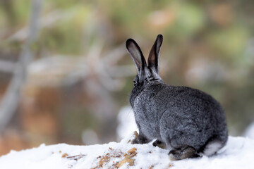 Rabbit. Winter forest nature background.  