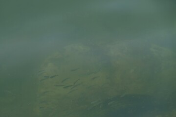 group of baby fish in the sea by the shore