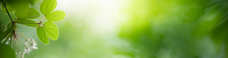 Foto op Canvas Aard van groen blad in de tuin in de zomer. Natuurlijke groene bladeren planten gebruiken als lente achtergrond voorblad groen milieu ecologie behang © Fahkamram