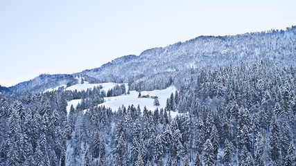 snowy winter scenery with white forest