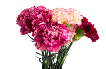 carnation isolated on white background isolated