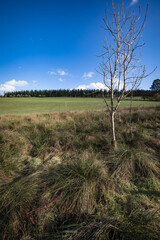 Large green field in the background with a small baby tree in the foreground growing in boggy long grass. Bright blue sky on a summers day.