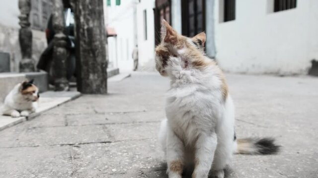 Stray Shabby Tricolor Cat in Africa on Street of Dirty Stone Town, Zanzibar