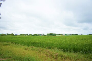 Fototapeta na wymiar green paddy farm with blue sky , trees and wall 