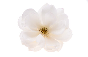 white rose isolated