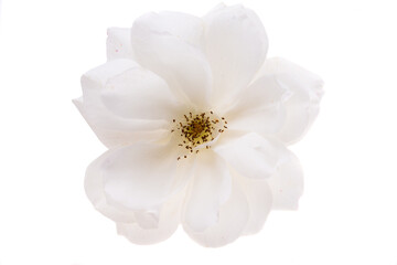 Obraz na płótnie Canvas white rose isolated
