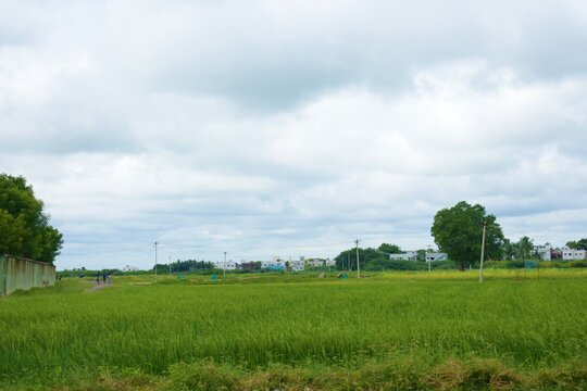 green paddy farm with blue sky , trees and wall 