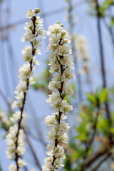 blossoming branch of a willow