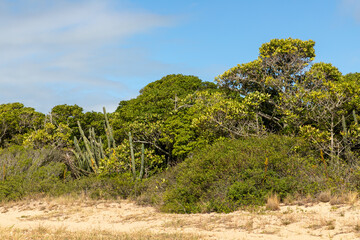 Vegetation around a beach in Lagoa do Patos lake