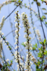 branches in spring